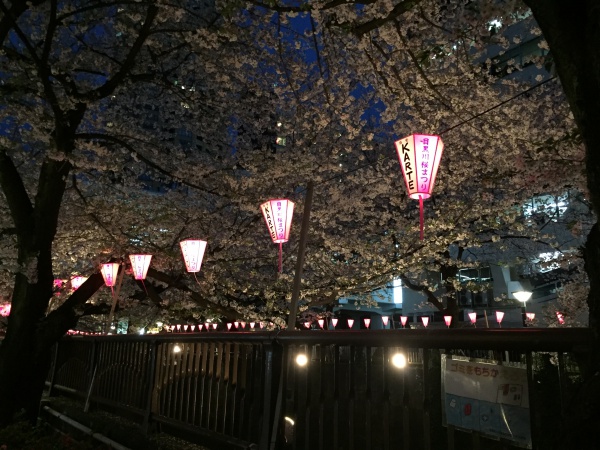 目黒川の満開の夜桜2016年