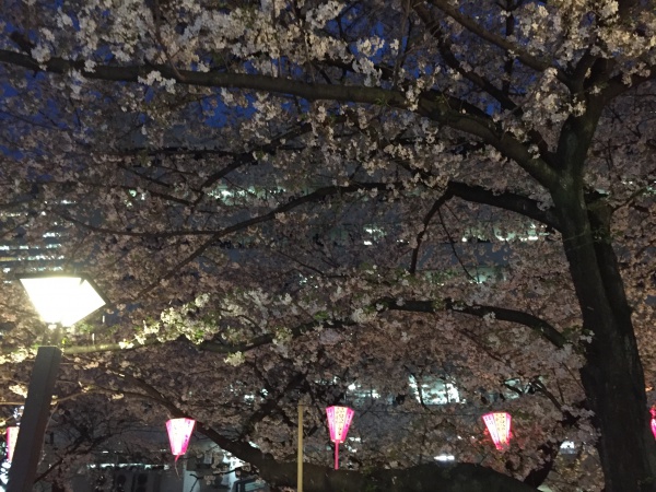 目黒川の満開の夜桜2016年