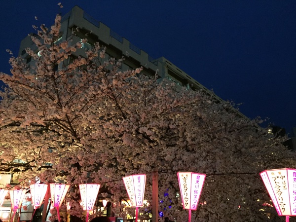 目黒川の満開の夜桜2016年