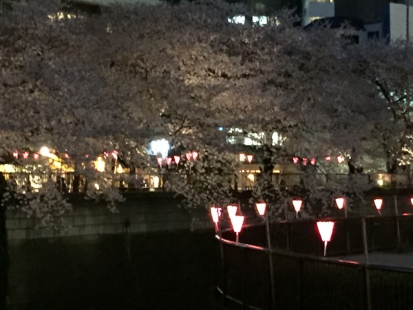 目黒川の満開の夜桜2016年