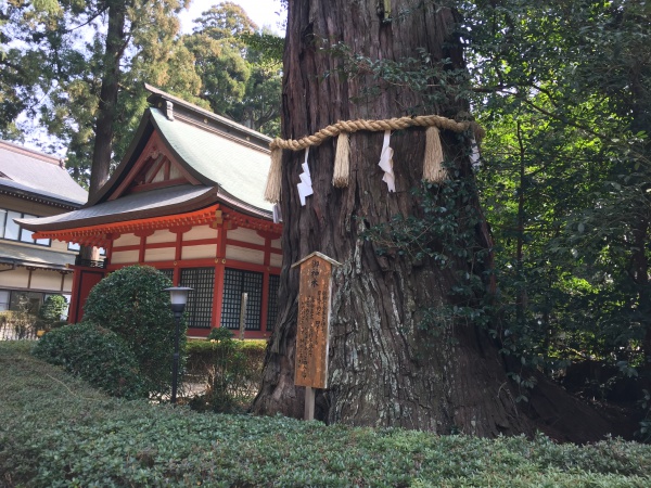 香取神宮の御神木