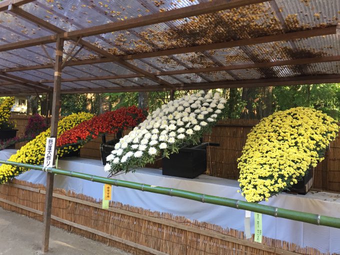 香取神宮の菊祭り