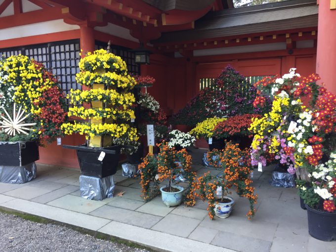 香取神宮の菊祭り