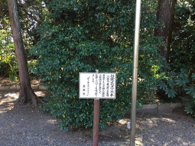 息栖神社の招霊（オガタマ）の木