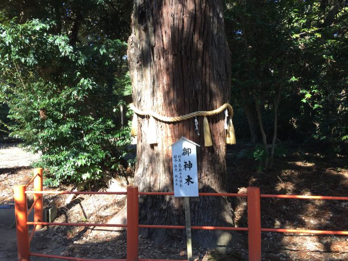 息栖神社の御神木