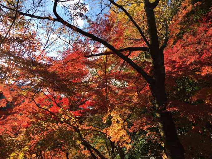 高尾山の紅葉