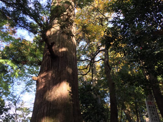 高尾山薬王院のたこ杉