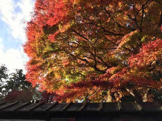 高尾山薬王院の紅葉