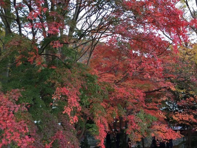 高尾山の紅葉