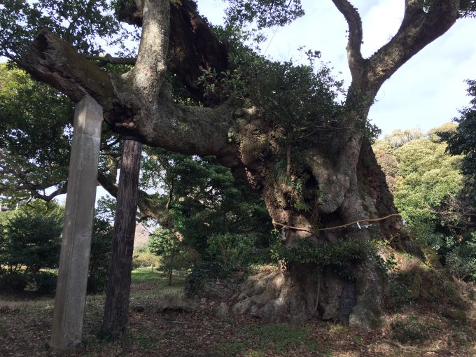 府馬の大クス