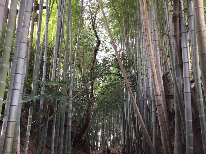 ひよどり坂