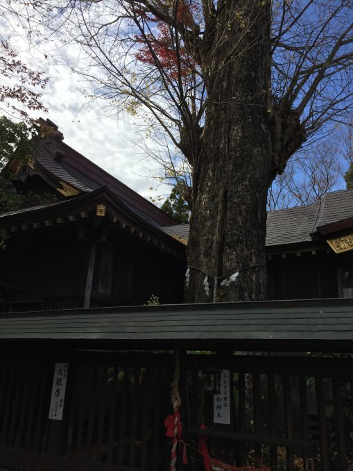 麻賀多神社御神木