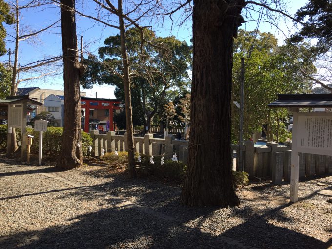 玉前神社の子授かりイチョウ