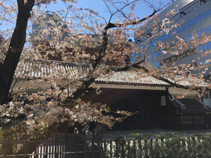 武家屋敷門と桜